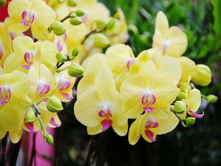 Hoa phong lan: Loài hoa của vẻ đẹp quý tộc
