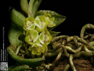 Phát hiện 2 loài hoa lan mới, đẹp lạ