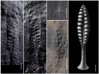 Hóa thạch sinh vật biển nửa tỷ năm tuổi
