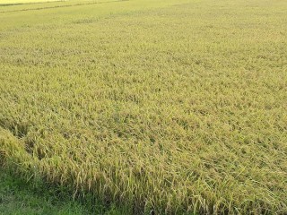 Giá lúa gạo hôm nay ngày 17/10: Giá gạo tăng nhẹ